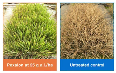 Fast action against planthoppers - treated vs. untreated comparison view